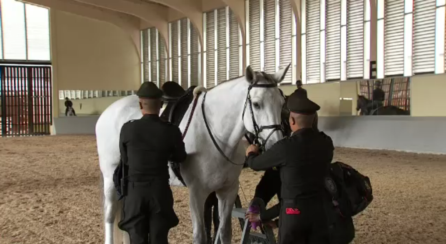 ความพร้อมม้าทรงประจำพระองค์ฯ "เวคาลาตา"