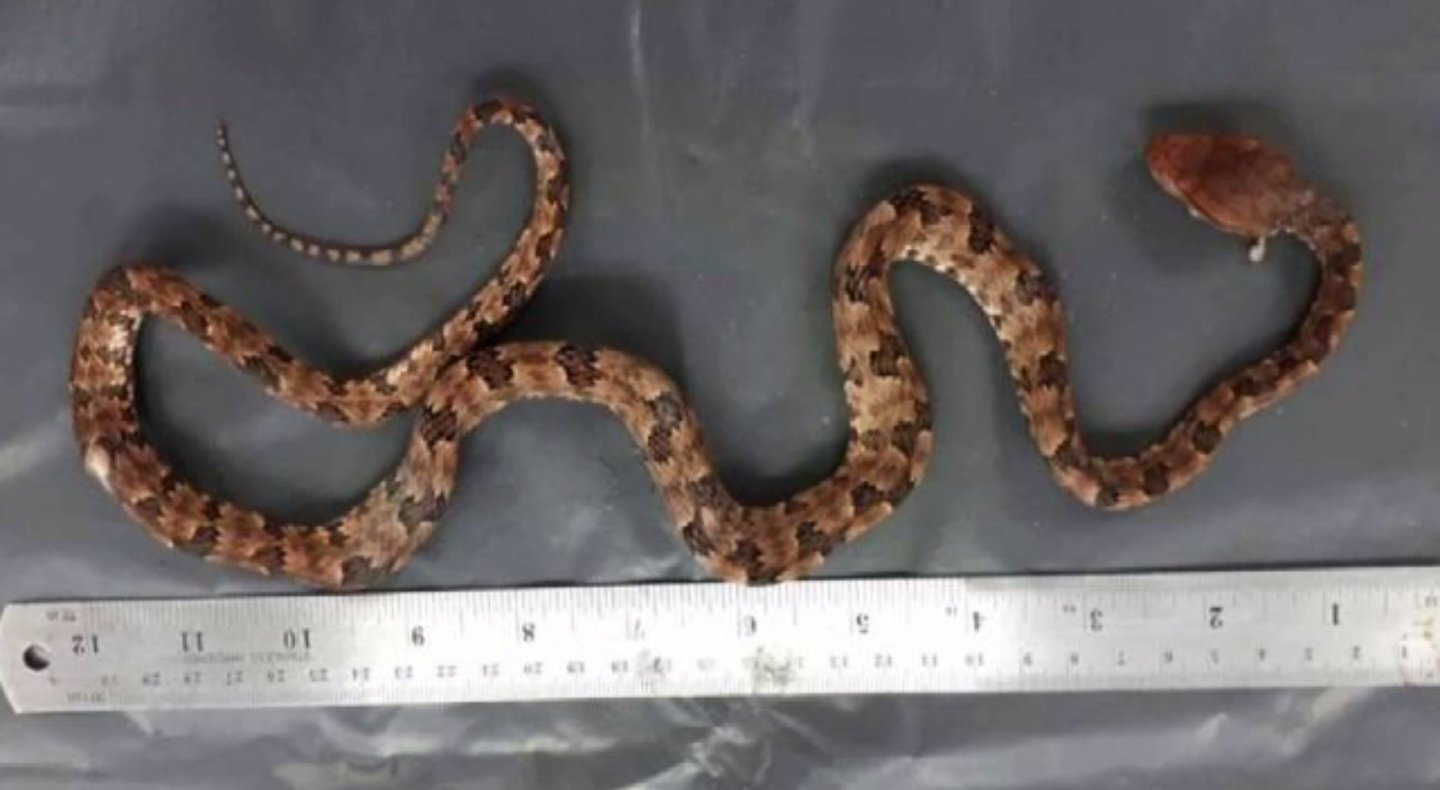 แพทย์เตือนประชาชนระวังงูพิษ หลังพบงูสายพันธุ์ใหม่ในป่า จ.น่าน