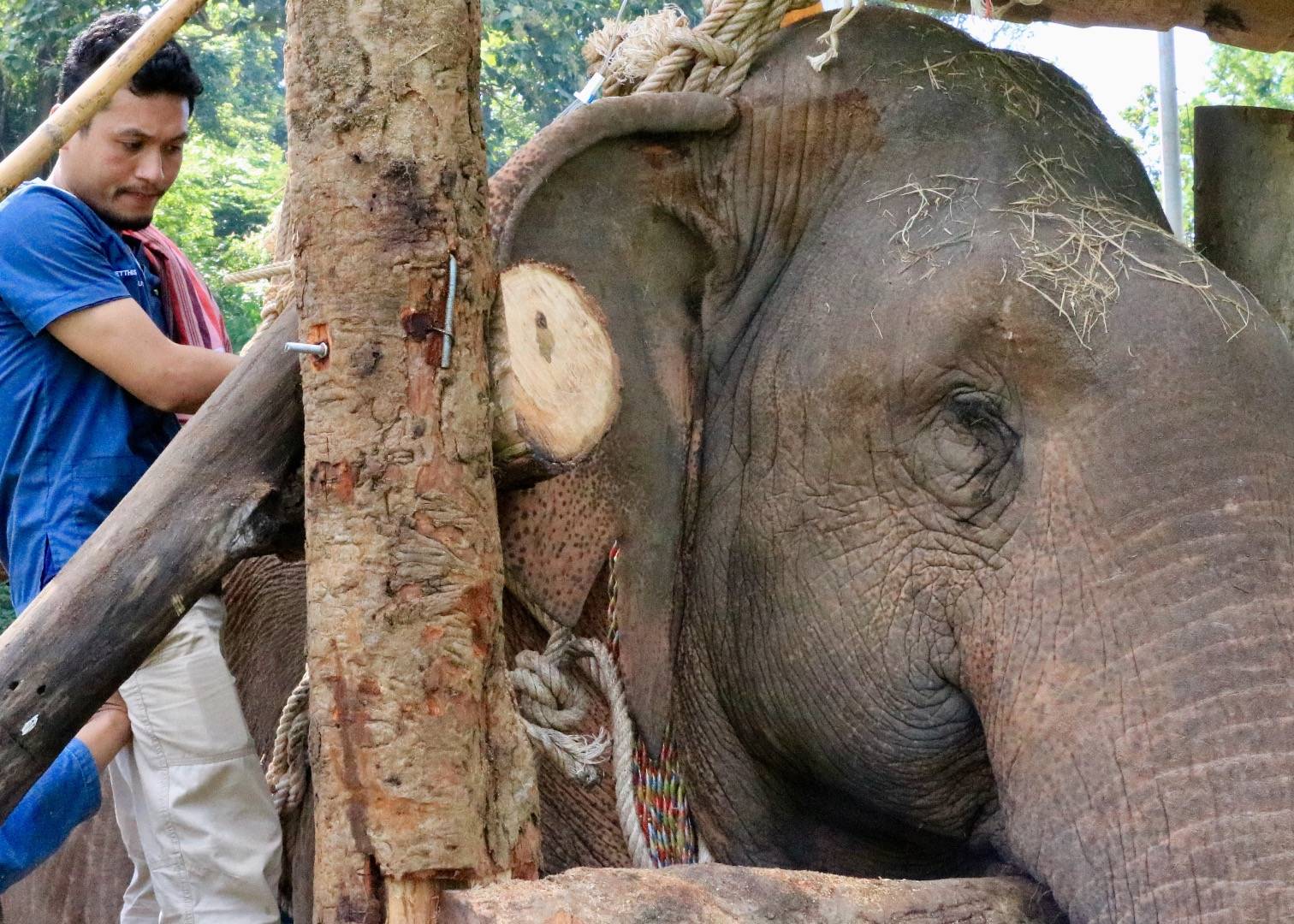เศร้า ”ช้างสีดอชมพู”ตายแล้ว หลังยื้อชีวิต 5 วัน