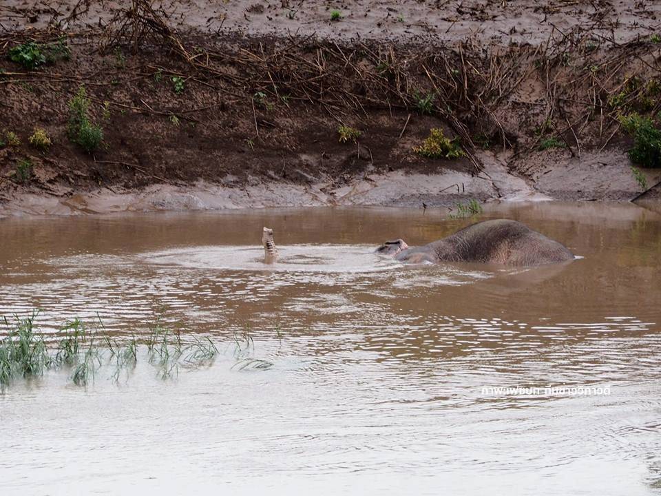 24 ชั่วโมงกับปฏิบัติการช่วย “ช้างป่า” ตกคลองชมพู