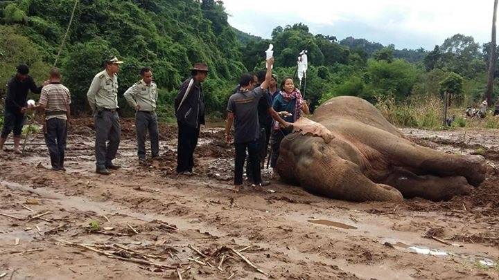 เตรียมดามเฝือก“ช้างป่า”ตกคลอง-ขาหลังบาดเจ็บก่อนย้ายไปรพ.ช้าง