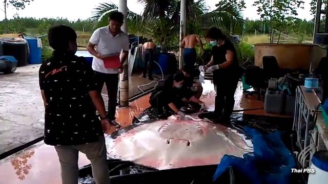 "กระเบนราหู" เกยตื้นดอนหอยหลอด พบอ่อนเพลียจนตาย