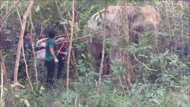 ช่วย "ช้างป่า" เขาอ่างฤาไนบาดเจ็บขาขวาหน้า