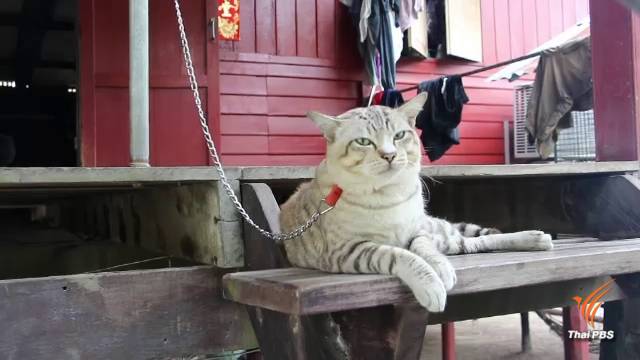 "เจ้าอ้วน" แมวดุยิ่งกว่าสุนัข เลี้ยงเฝ้าบ้าน จ.ราชบุรี