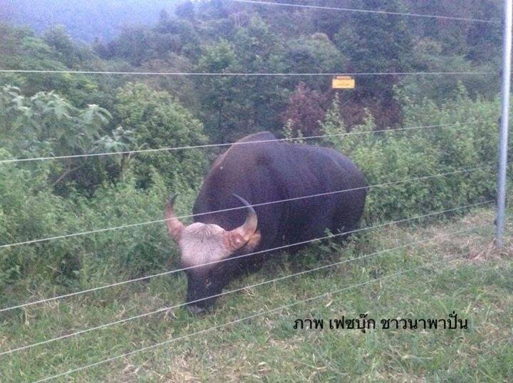 ปลัดทส.เบรก ผู้ว่าฯ โคราช อพยพ “กระทิง" เขาแผงม้า