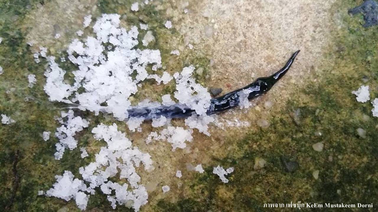 ห้าม สผ.แถลงหนอนเอเลียน-เบรกสื่ออ้างรอพร้อม 2 กระทรวง