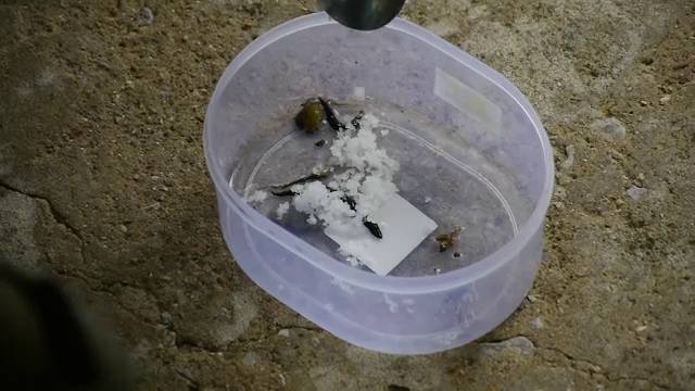 เกษตรจันทบุรีตื่น พบหนอนคล้าย "หนอนตัวแบนนิวกินี"