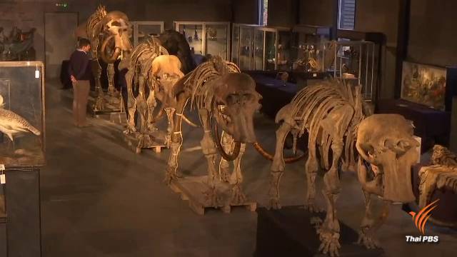 ครั้งแรกของโลก อังกฤษเปิดประมูล "ครอบครัวช้างแมมมอธ"