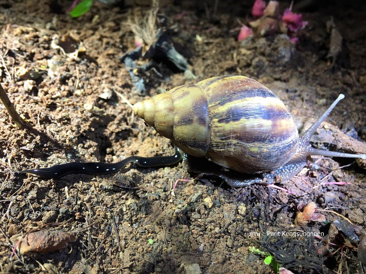 อย่าตื่นตระหนก ยังไม่พบ "หนอนเอเลียน" เป็นพาหะพยาธิปอดหนู