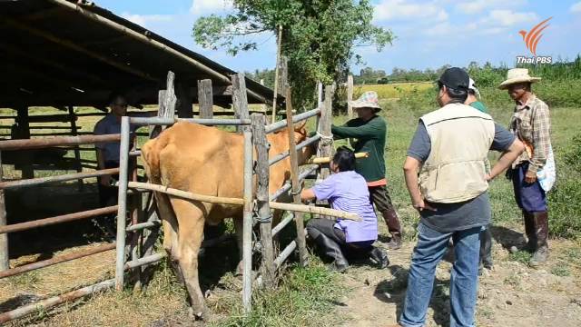 ปศุสัตว์เชียงราย เร่งฉีดวัคซีน-พ่นยาฆ่าเชื้อ ควบคุมโรคปาก-เท้าเปื่อยระบาด