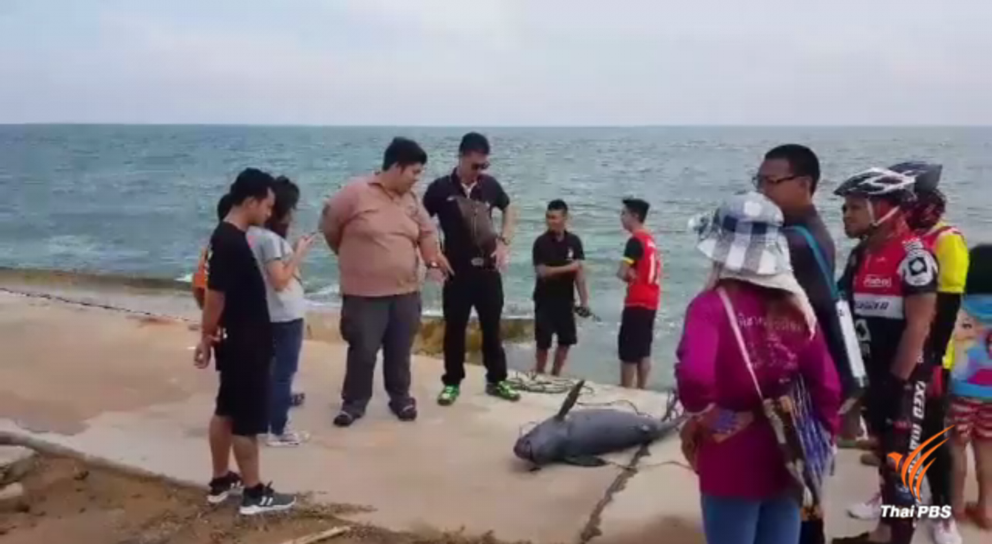 พบซากโลมาหัวบาตรบริเวณชายฝั่งทะเล จ.ประจวบคีรีขันธ์