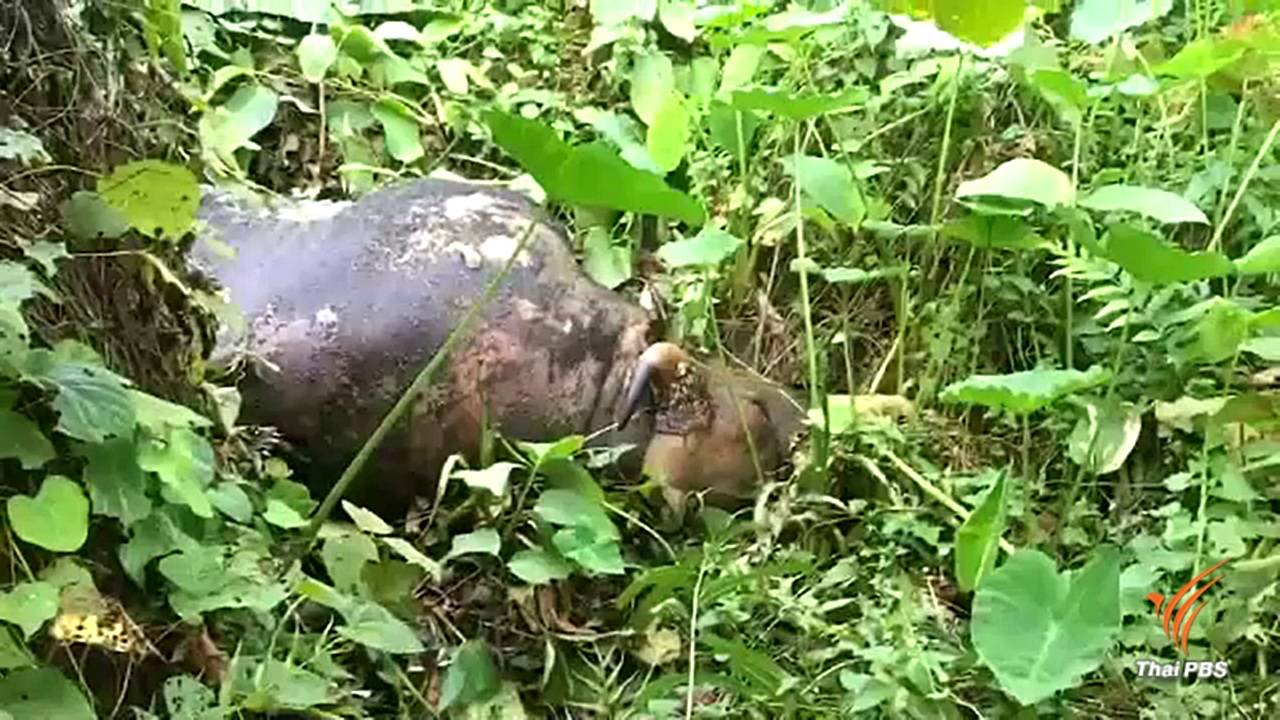 กรมอุทยานฯ เรียกถกปมกระทิงเขาแผงม้าถูกยิงตาย 3 ตัว