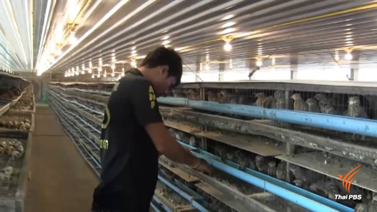 อบรมผู้เลี้ยงนกกระทาภาคกลาง วางแนวทางป้องกันไข้หวัดนก