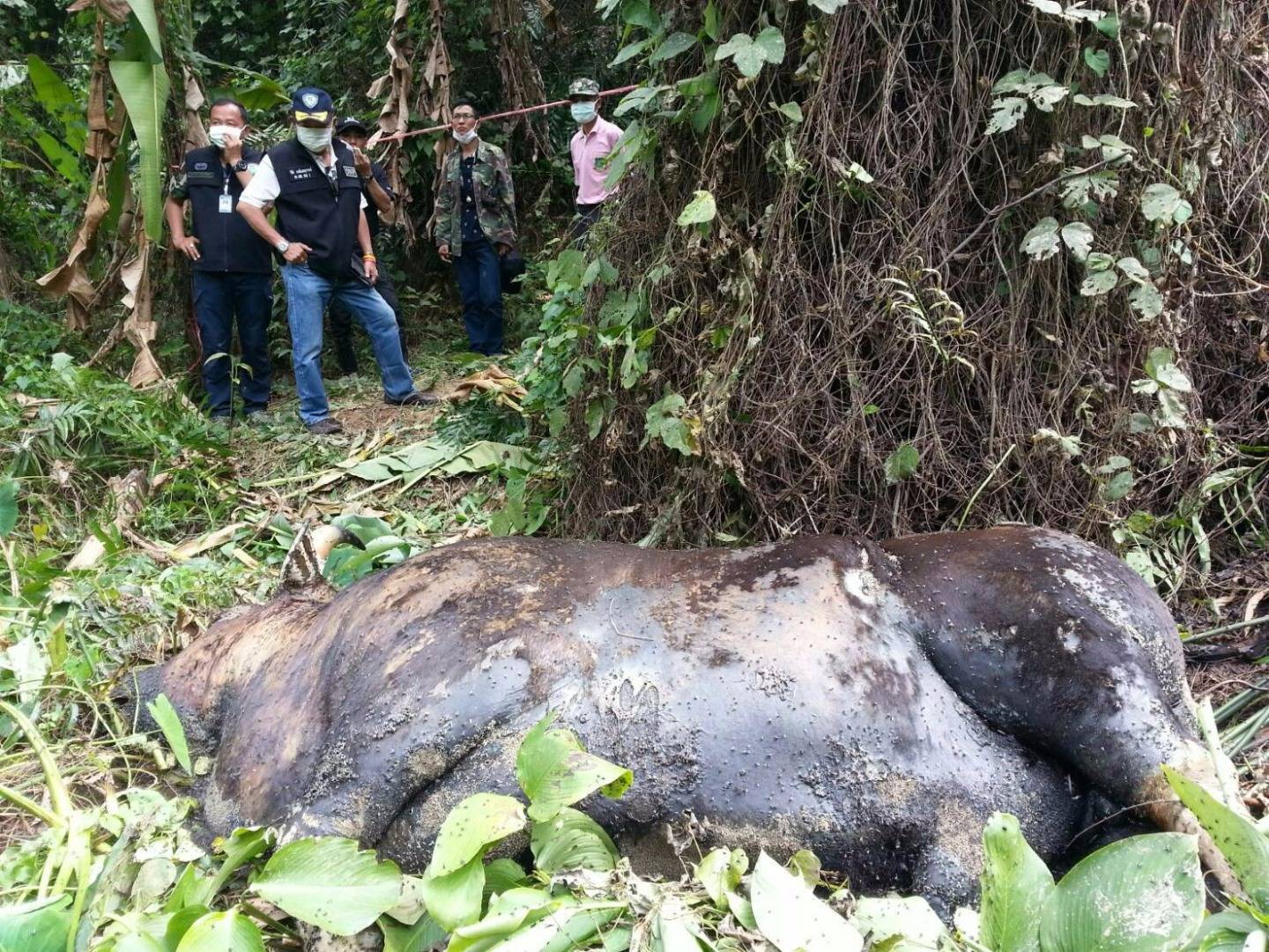 "กระทิงเขาแผงม้า"ถูกยิงตายเพิ่มอีก 2 ตัว