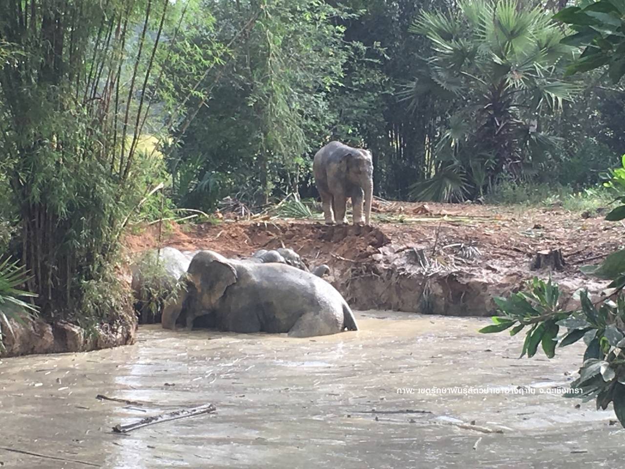 ปลอดภัยแล้ว 7 ช้างป่าเขาอ่างฤาไนตกสระน้ำ อ.สนามชัยเขต
