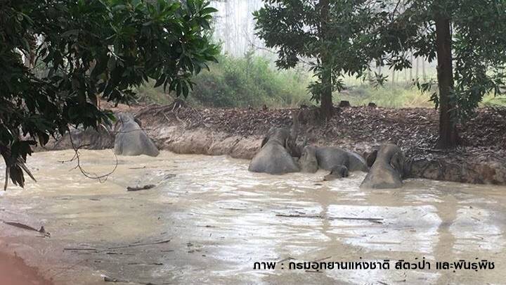 เร่งช่วย 7 ช้างป่า ตกสระน้ำ อ.สนามชัยเขต