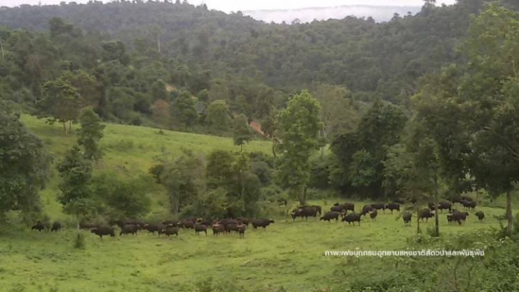 คาดขบวนการล่าสัตว์ป่าสังหารโหด "กระทิงเขาแผงม้า"