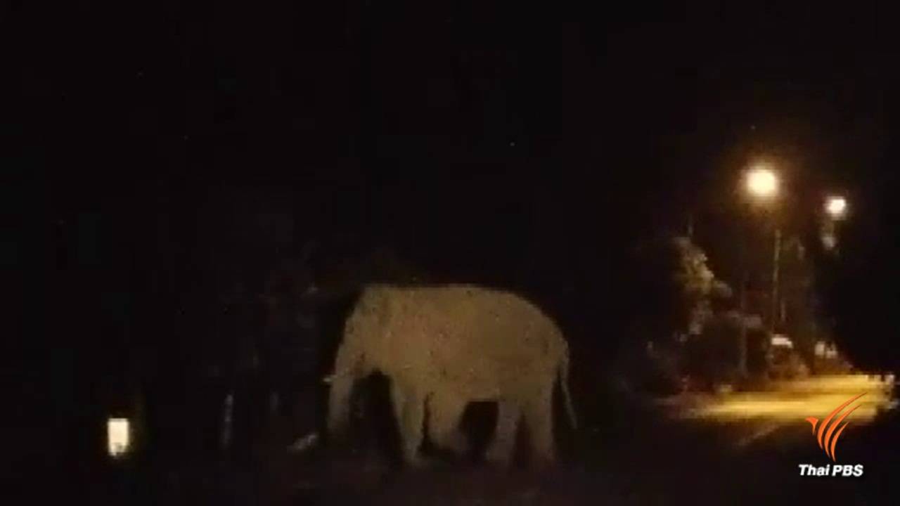 เฝ้าโขลงช้างถูกรถ จนท.อุทยานฯ เขาใหญ่ชนบาดเจ็บ