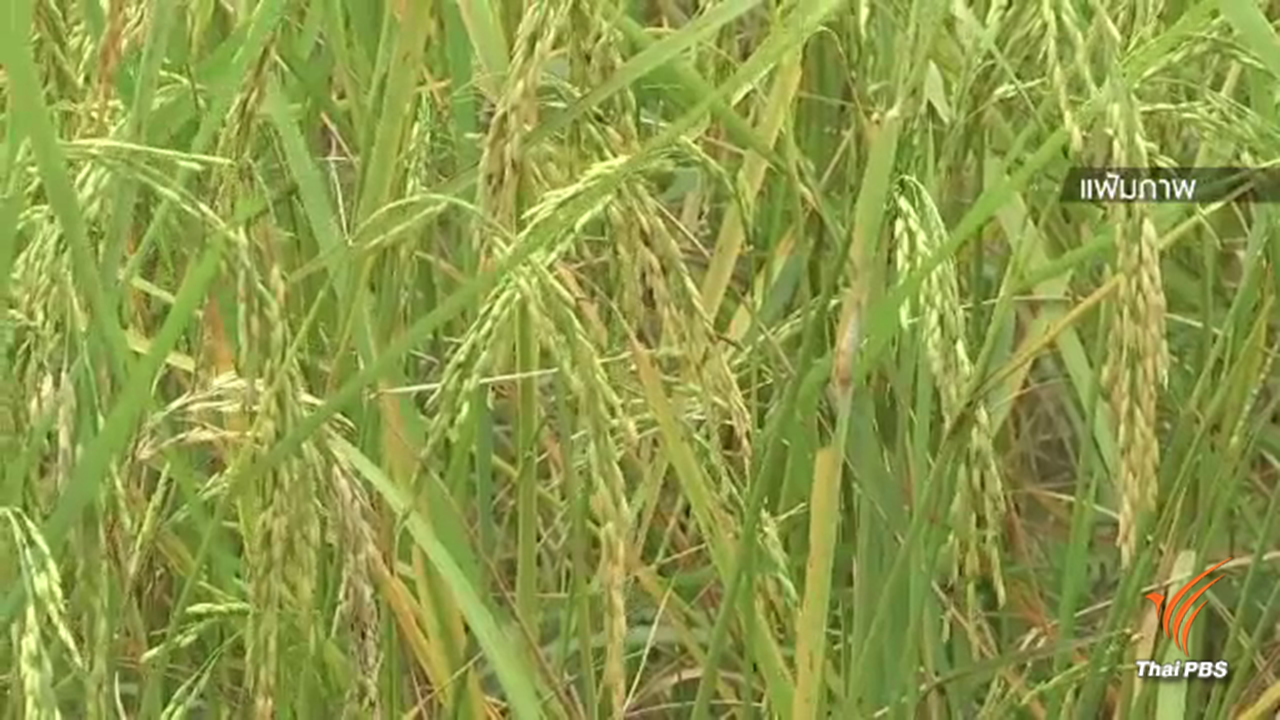 "ข้าวป่า" เสี่ยงสูญพันธุ์พบลดลงร้อยละ 23