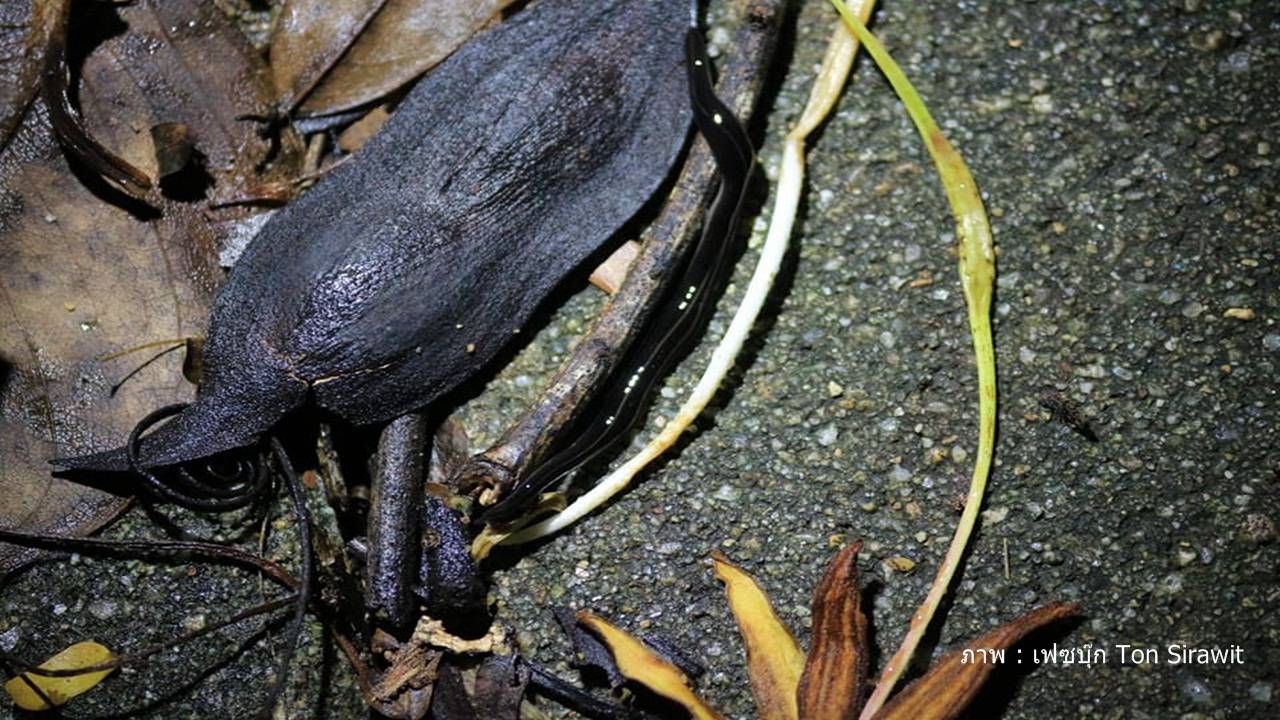 พิสูจน์ 1 สัปดาห์สับ-แยกชิ้น "หนอนเอเลียน" ยังไม่ตาย