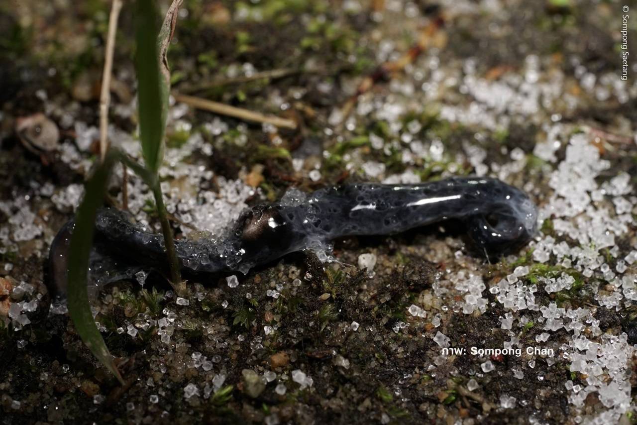 ชาวโซเชียล ตื่นส่งภาพเจอ "หนอนเอเลียน"กระจายทั่วประเทศ