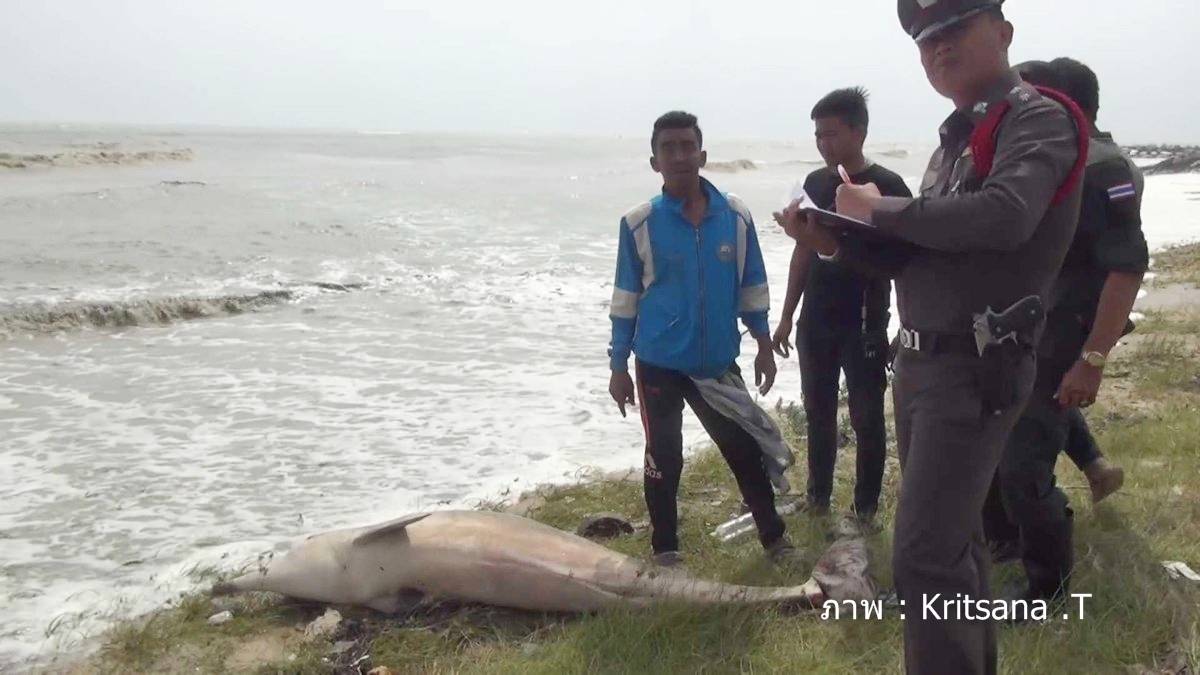 โลมาปากขวดถูกคลื่นซัดเกยตื้น จ.นครศรีธรรมราช