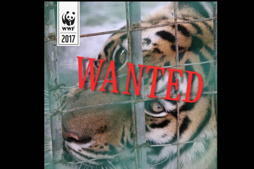 "10 อันดับ ” สัตว์ป่าที่ลักลอบซื้อขายมากที่สุดในสามเหลี่ยมทองคำ