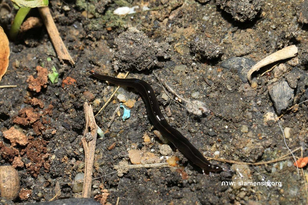 ตะลึงเอเลียนสปีชีส์ "หนอนตัวแบนนิวกินี" โผล่ไทย -ติด 100 ชนิดรุกรานที่สุดของโลก