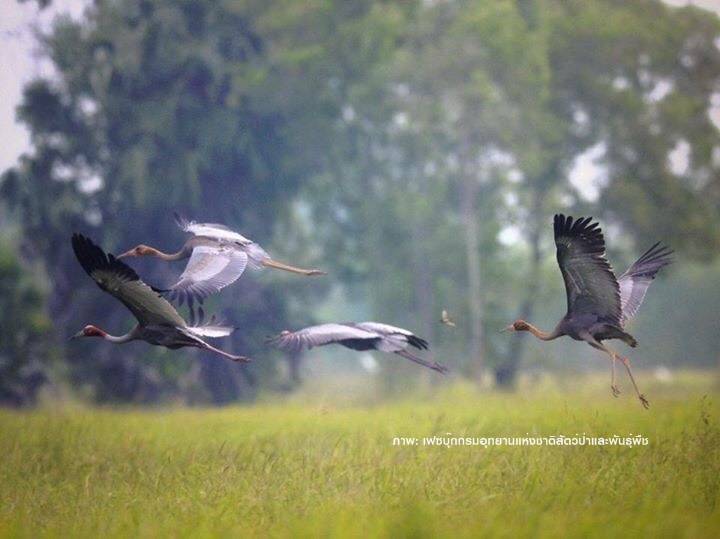 “ลูกนกกระเรียน” 3 ตัวเริ่มหัดบินกับพ่อแม่นก