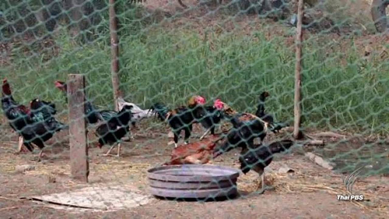 แนะปชช.ไม่สัมผัสสัตว์ปีกป่วยตาย ป้องกันไข้หวัดนก H5N1