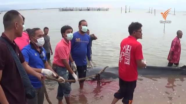 พบวาฬเกยตื้นตายชายหาดอ่าวปัตตานี