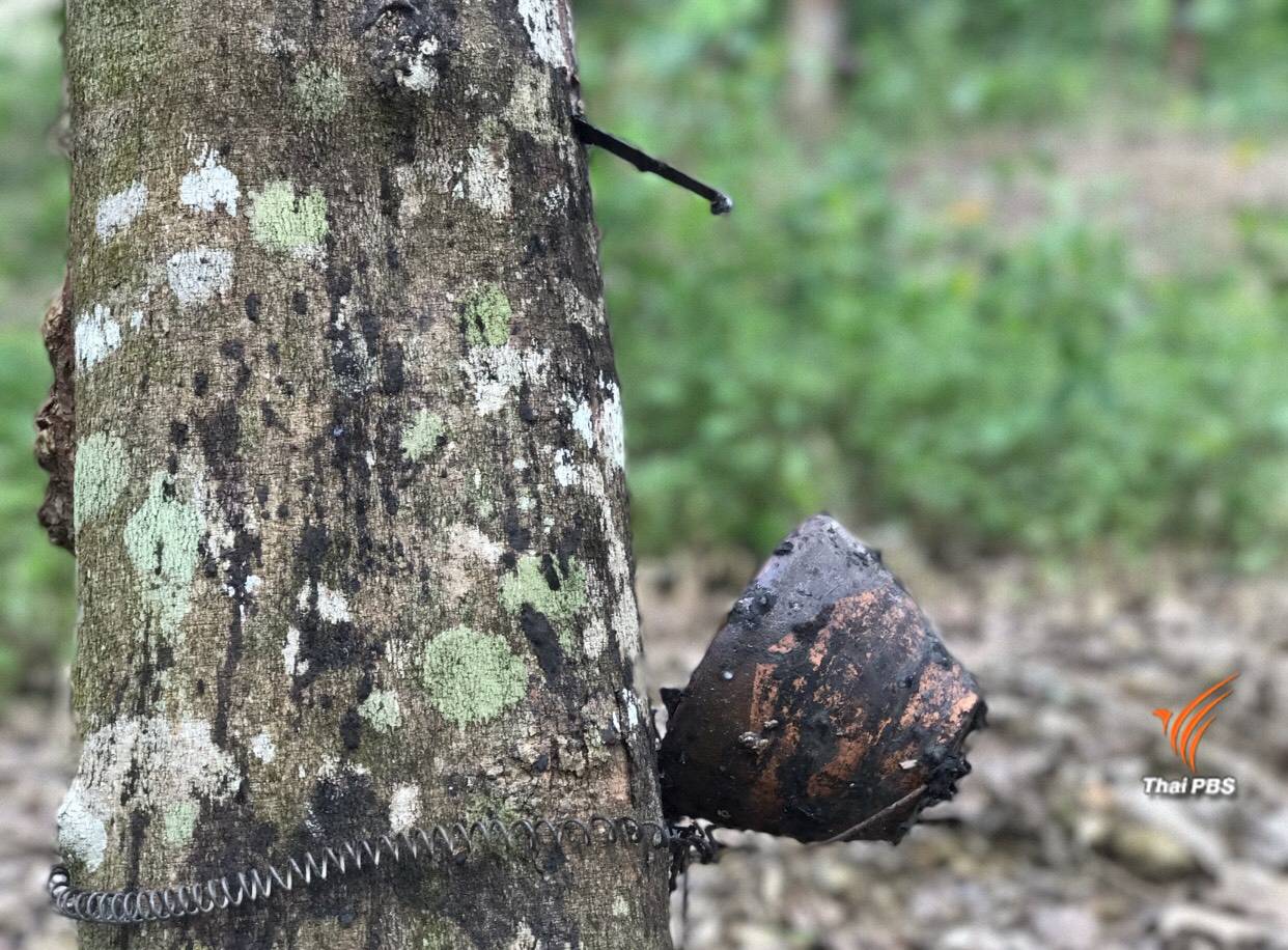 คุมเข้ม "กรีดน้ำยาง" ของกลุ่มนายทุนรุกป่า 1.32 ล้านไร่