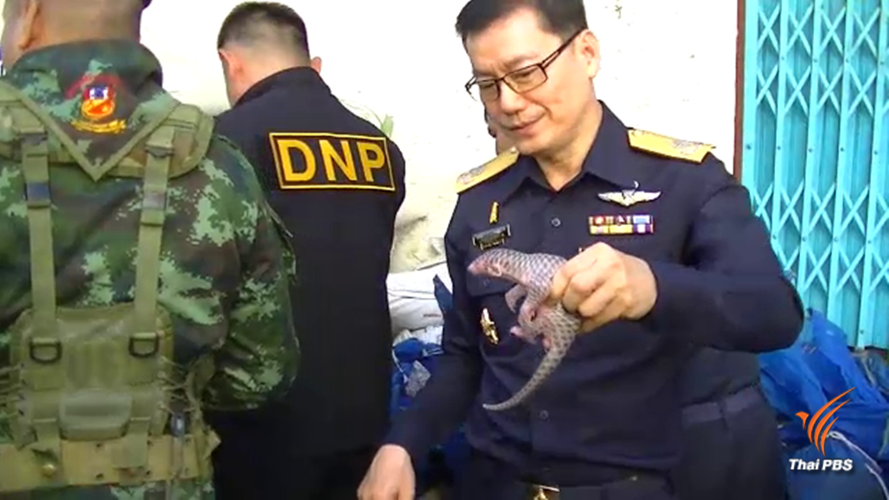 "ศุลกากร"ยึดตัวนิ่ม 84 ตัว ก่อนหลุดด่านแม่สอด