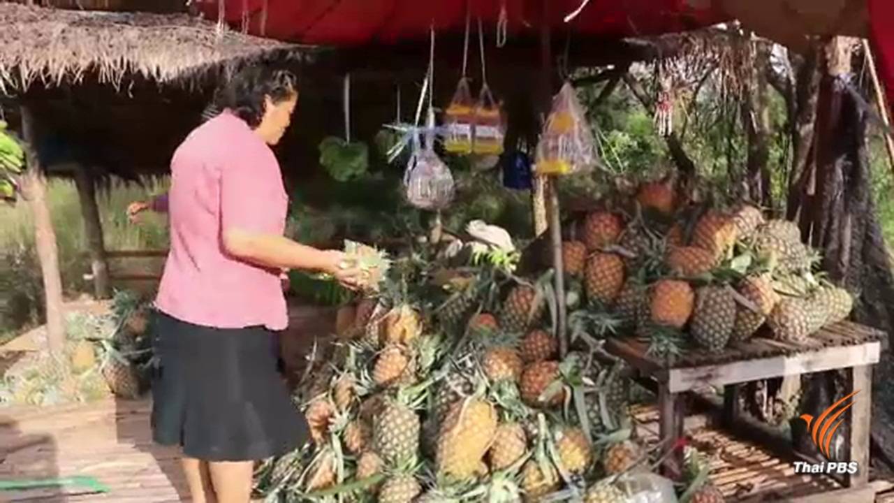 สับปะรดล้นตลาด-ราคาตก เกษตรกรวางขายข้างทางลดขาดทุน