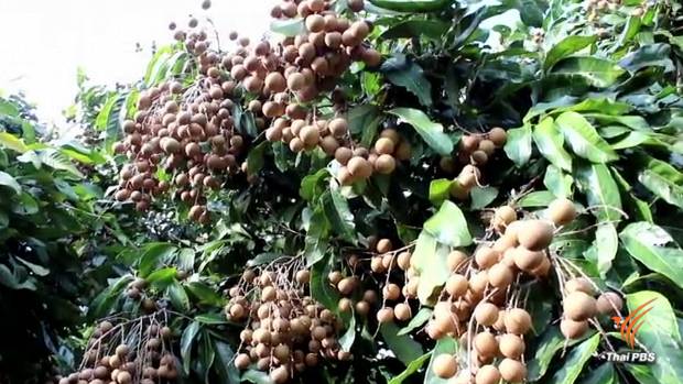 พาณิชย์หารือเกษตรฯ จัดระเบียบล้งจีน หลังพบเบี้ยวเงินชาวสวน