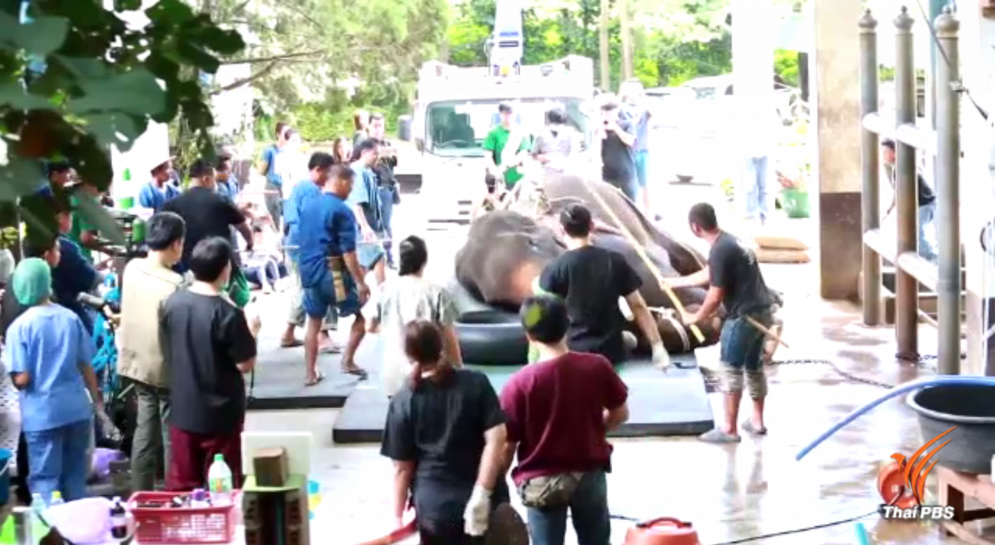 ถ่ายเลือดช้างประสบความสำเร็จครั้งแรกของโลก