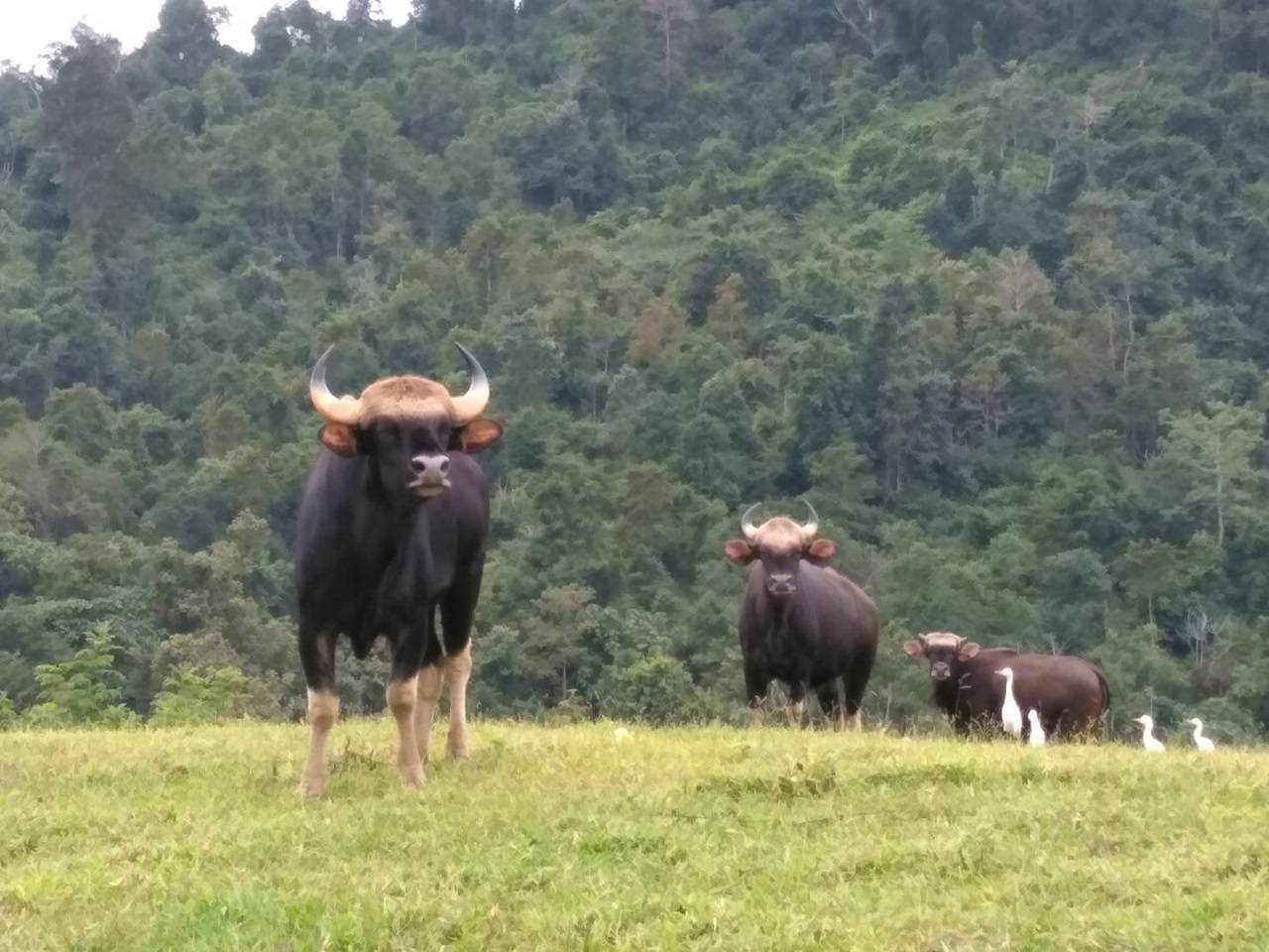 อุทยานฯ ส่งทีมวิจัยผลักดันกระทิงเขาแผงม้ากลับเข้าป่า