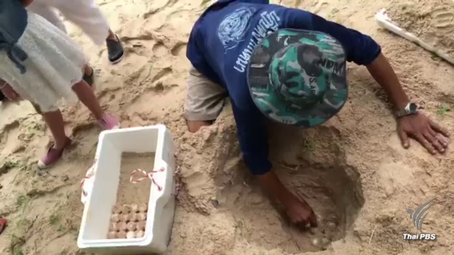 พบ “เต่ากระ” วางไข่เกาะทะลุเพิ่มเป็นรังที่ 7 รอฟักกว่า 800 ฟอง