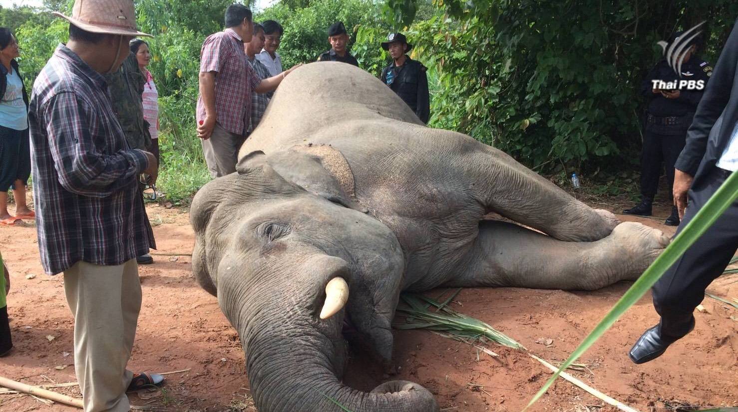 เผยผลชันสูตรช้างป่าอ่างฤาไนตาย เหตุถูกไฟฟ้าช็อต