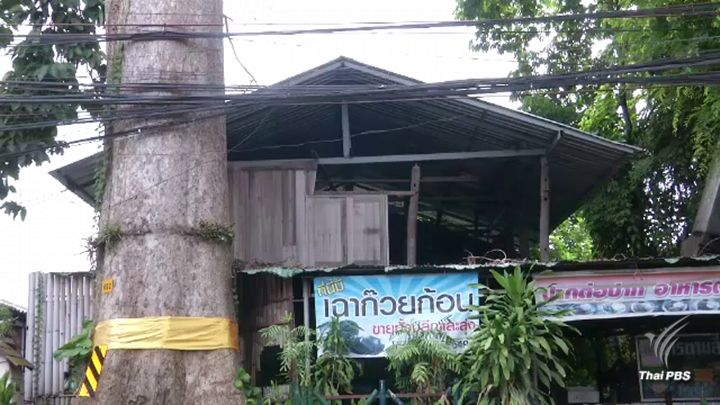 วางมาตรการป้องกัน ต้นยางนา 200 ปีโค่นล้ม