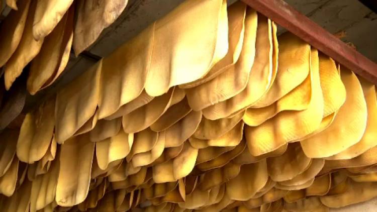 กยท.มั่นใจสิ้นปีนี้ ราคายางกิโลกรัมละ 60 บาท