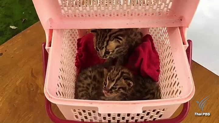 ยึดลูกเสือปลา 3 ตัวลักลอบขายด่านชายแดนไทย-ลาว