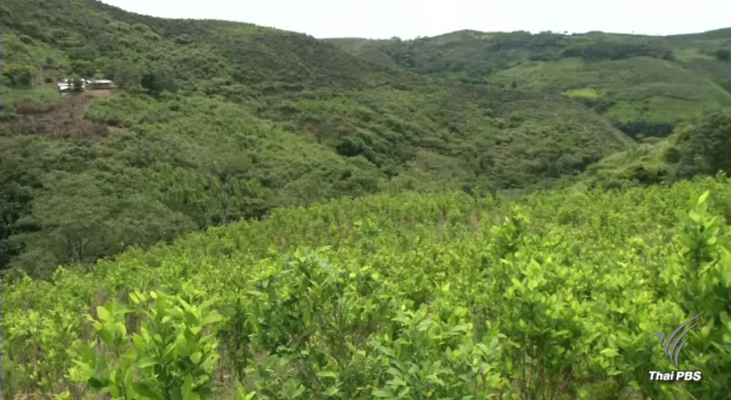 ยูเอ็นเผย "โคลอมเบีย" ปลูกโคคาเพิ่มขึ้นร้อยละ 52