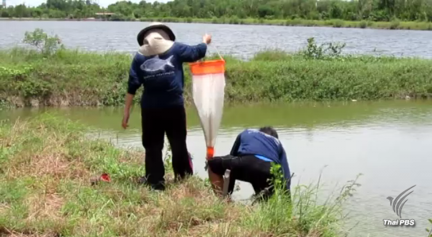 หน่วยงานที่เกี่ยวข้องสำรวจพื้นที่กำจัดปลาหมอสีคางดำ จ.สมุทรสงคราม