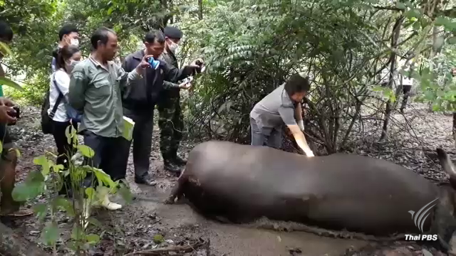 พบซากกระทิงขนาด 1 ตัน กลางป่ากุยบุรี