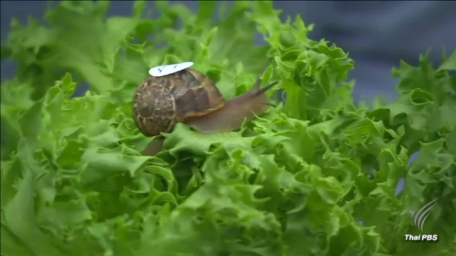 “แลร์รี” แชมป์วิ่งหอยทากนานาชาติประจำปี 2017 คว้าใบผักกาดหอมเป็นรางวัล