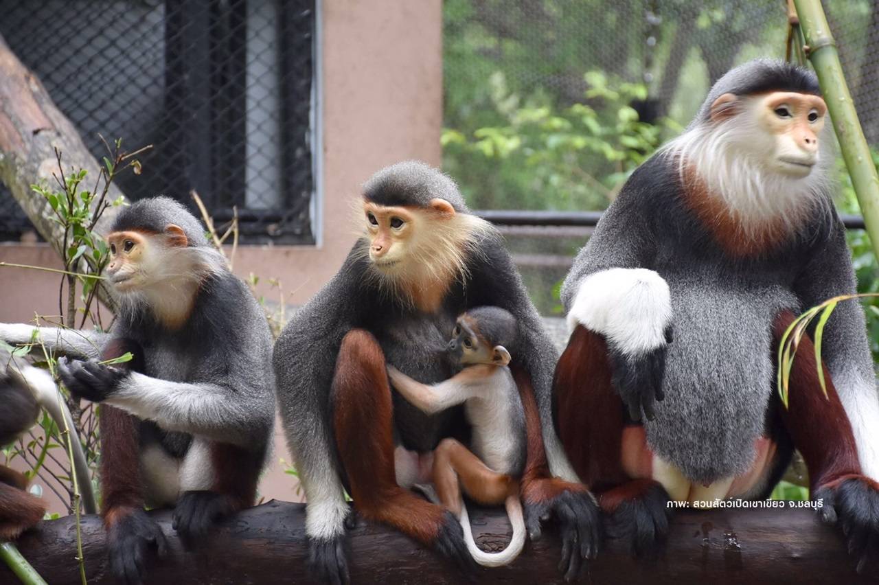 "ลูกค่างห้าสี" สัตว์ป่าหายากที่สุดในโลกเกิดที่สวนสัตว์เปิดเขาเขียว