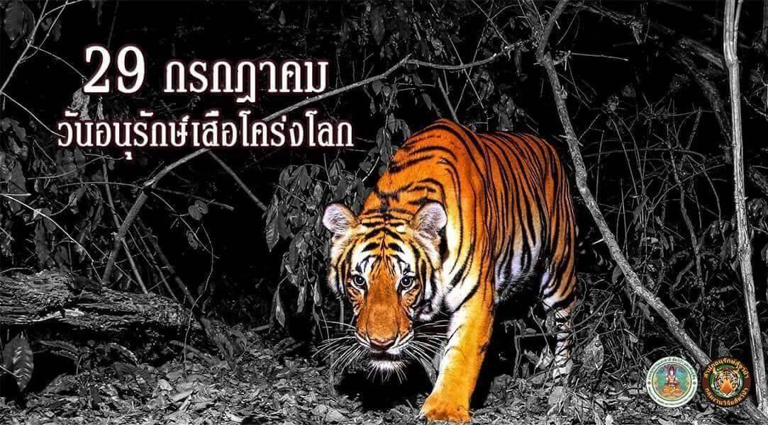 ข่าวดี "เสือโคร่ง"2 ตัวลูกกำพร้ารอดชีวิต-พบครั้งแรกในป่าสลักพระ