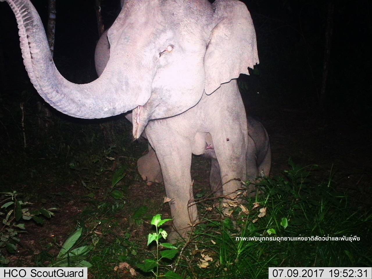 หาดูยาก "ลูกช้างน้อยดูดนมแม่"ป่าน้ำหนาว