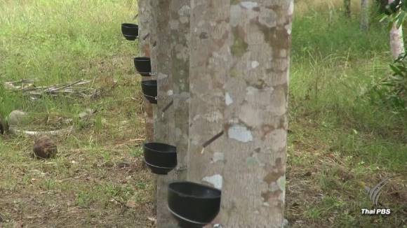 จี้เปลี่ยนตัว รมว.เกษตรฯ ล้มเหลวแก้ปัญหาราคายางตกต่ำ